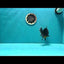 Baby Godzilla Oranda Female 4-4.5 inches #0407OR_11