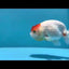 Lionchu Red White 3.5-4 inches Female #1209_15