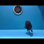 Lionchu Super Black Male  4-4.5 inches #0112RC_07