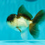 Panda Oranda Male 4.5 inches #0331OR_08