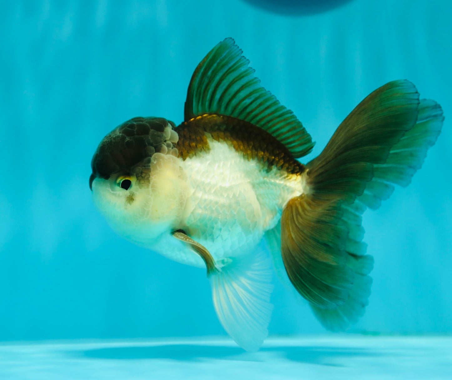 Panda Oranda Male 4.5 inches #0331OR_08