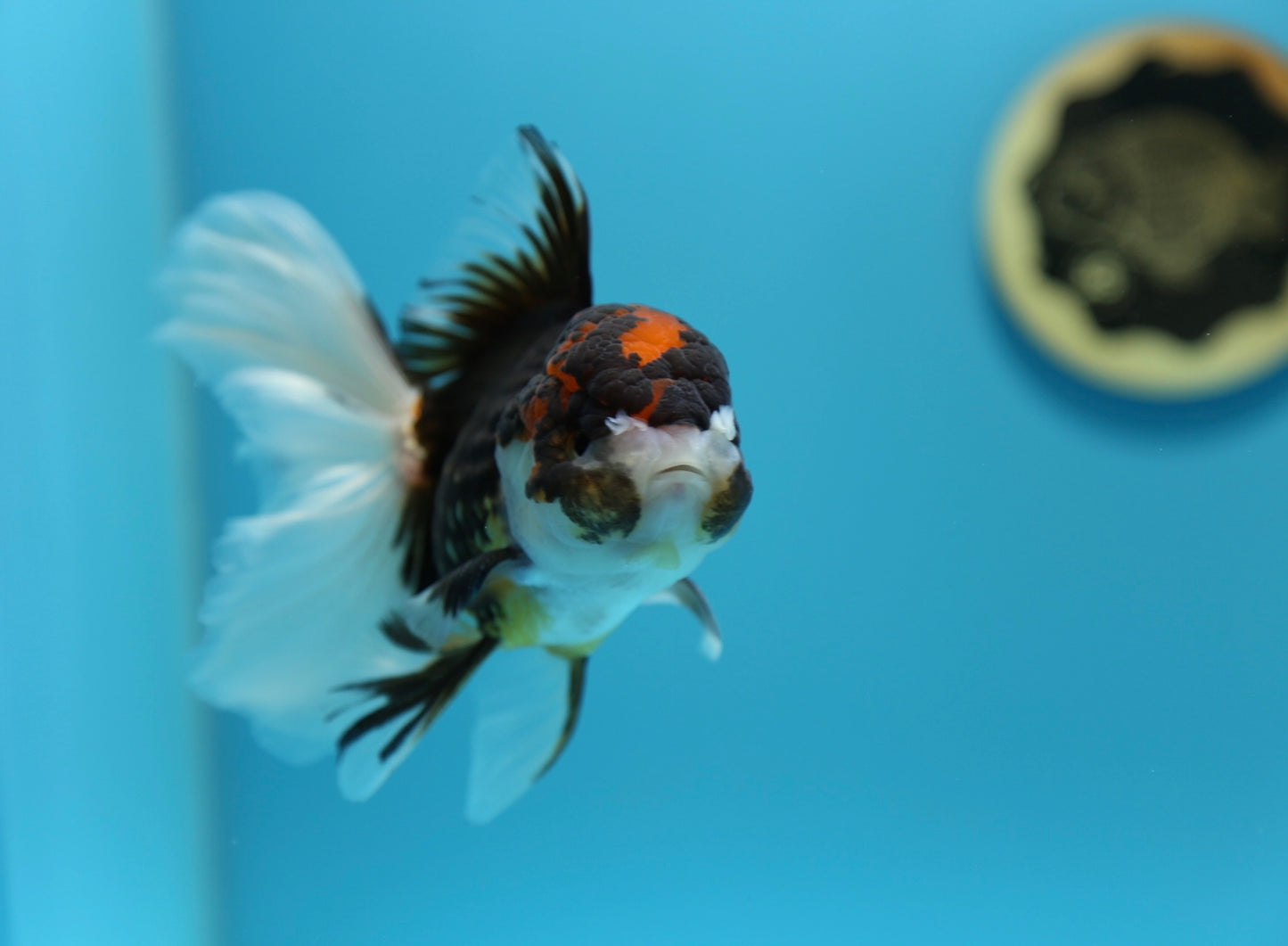 Tricolor Oranda Male 5-5.5 inches #1216OR_03