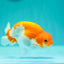 Buffalo Ranchu Male 4 inches #0324RC_02