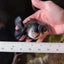 Oranda Calico Male Kirin 3.5-4 inches #0217YB_06