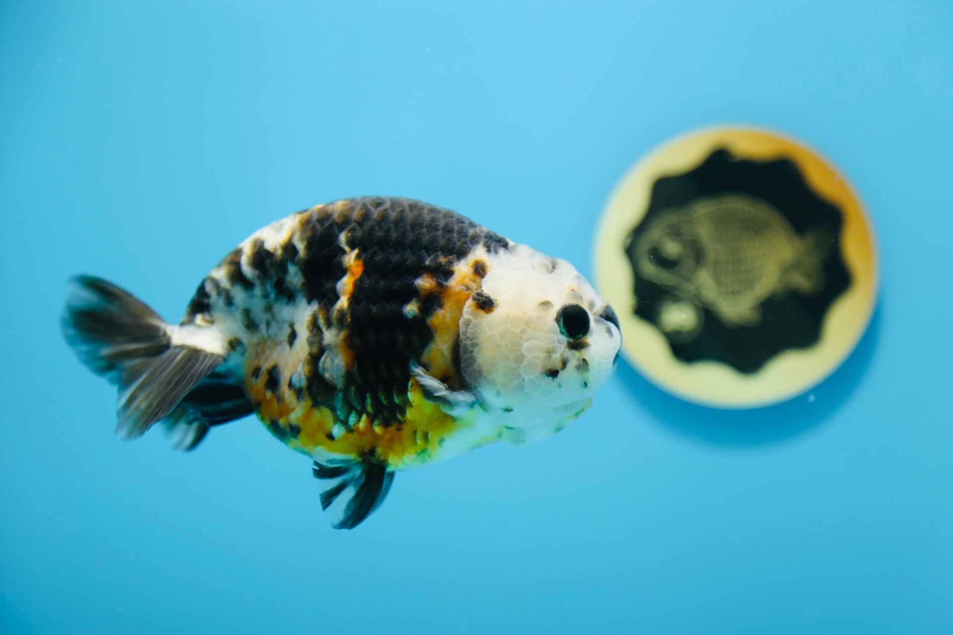 Calico Ranchu Male 5-5.5 inches #1118RC_07 – Jimmy Goldfish