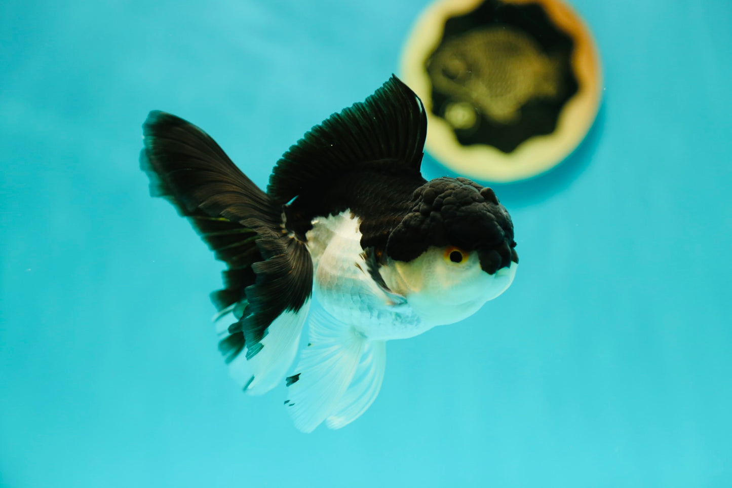 Panda Oranda Macho 4.5 pulgadas #0407OR_01