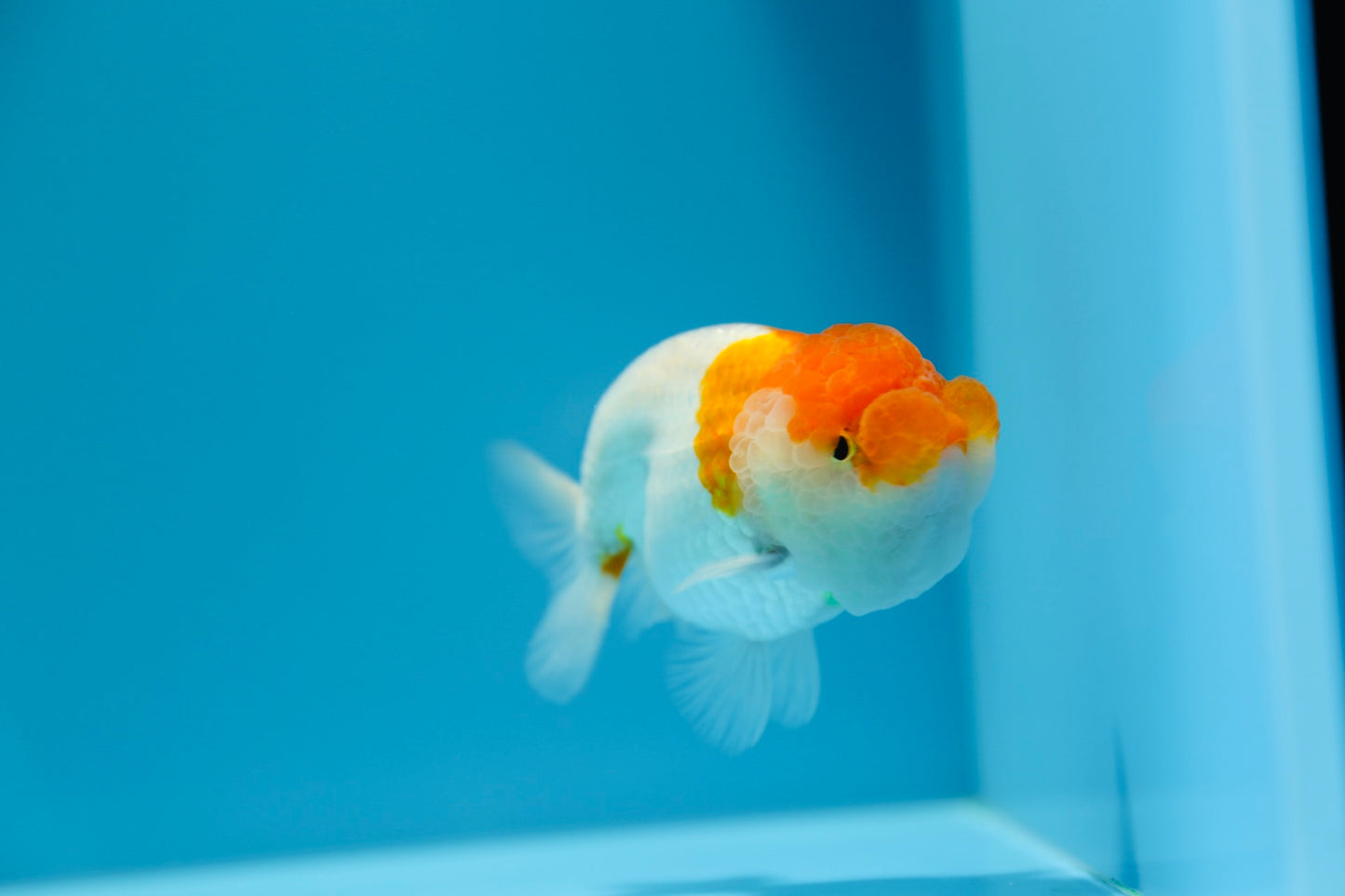 Red and White Ranchu Male 3.5-4inches #1201_01
