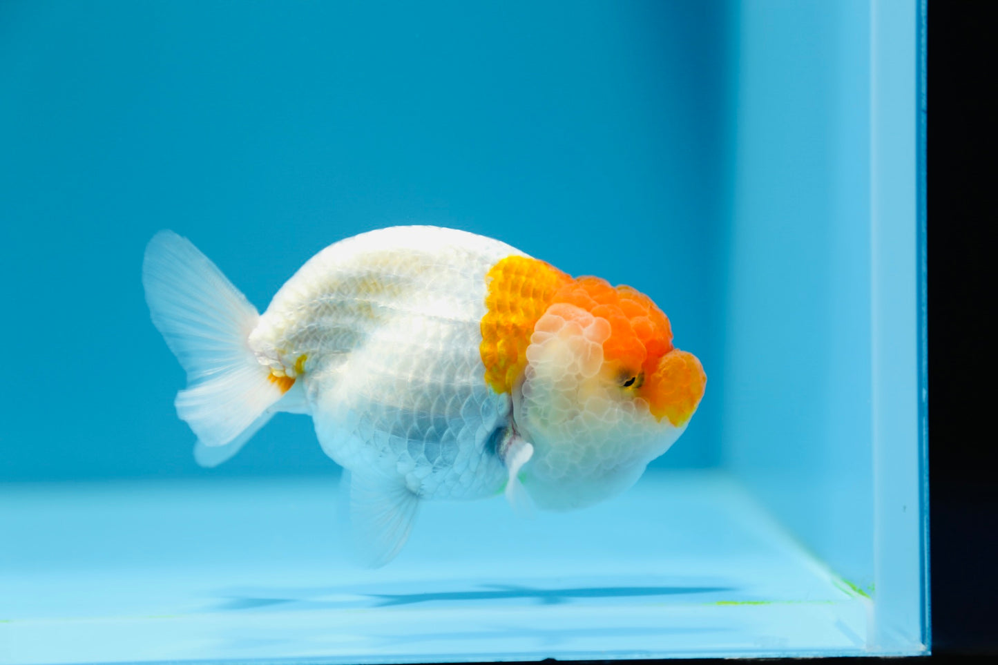 Red and White Ranchu Male 3.5-4inches #1201_01