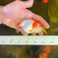 Red and White Ranchu Male 3.5-4inches #1201_04