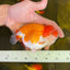 AAA Red White Ranchu Male 4.5-5 inches #1201_06