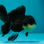 A Grade Bulldog Oranda Female 4-4.5 inches #0331OR_03