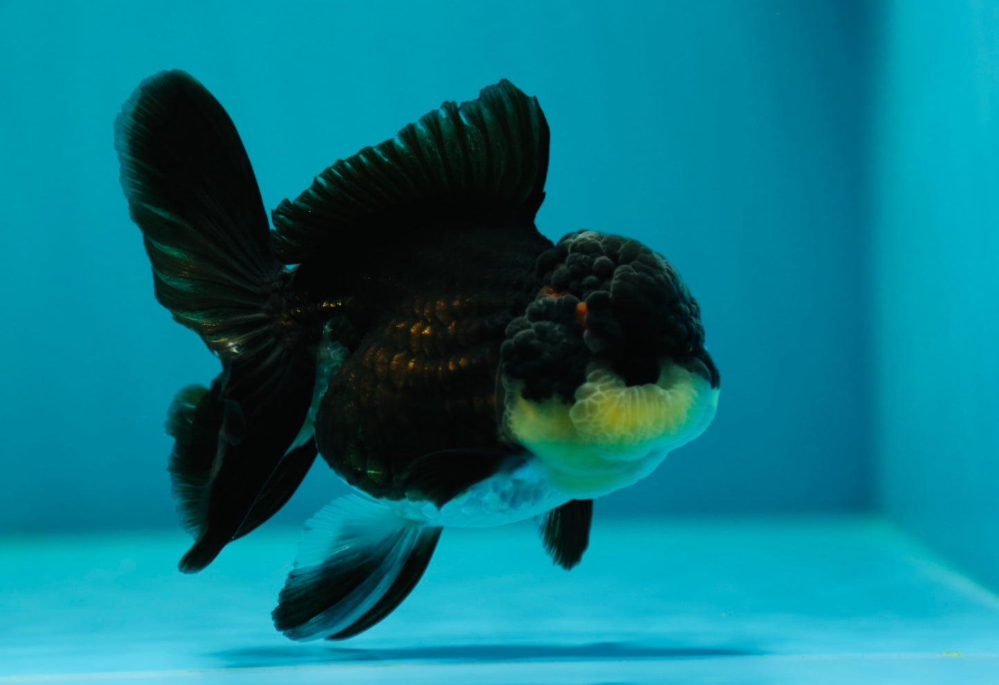 A Grade Bulldog Oranda Female 4-4.5 inches #0331OR_03