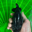 Super Black Lionchu 4.5-5 inches Male #1223RC_05