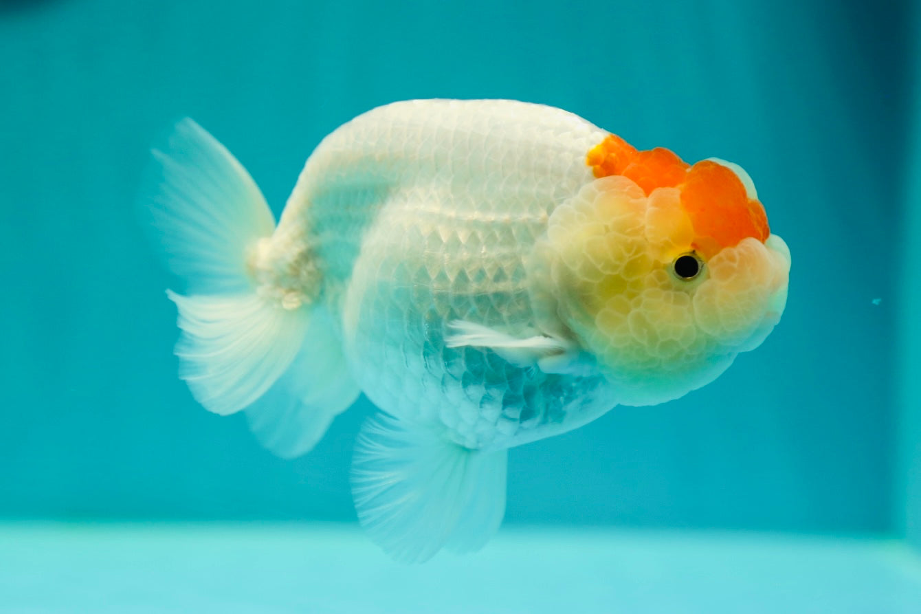 Red White Buffalo Male inches #0421RC_13 – Jimmy Goldfish