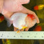 AAA Red White Tancho Ranchu Female 4.5-5 inches #1201_07
