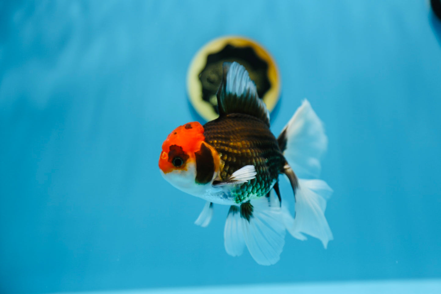 AAA Super Special Tricolor Oranda 5.5-6 inches #1216OR_05