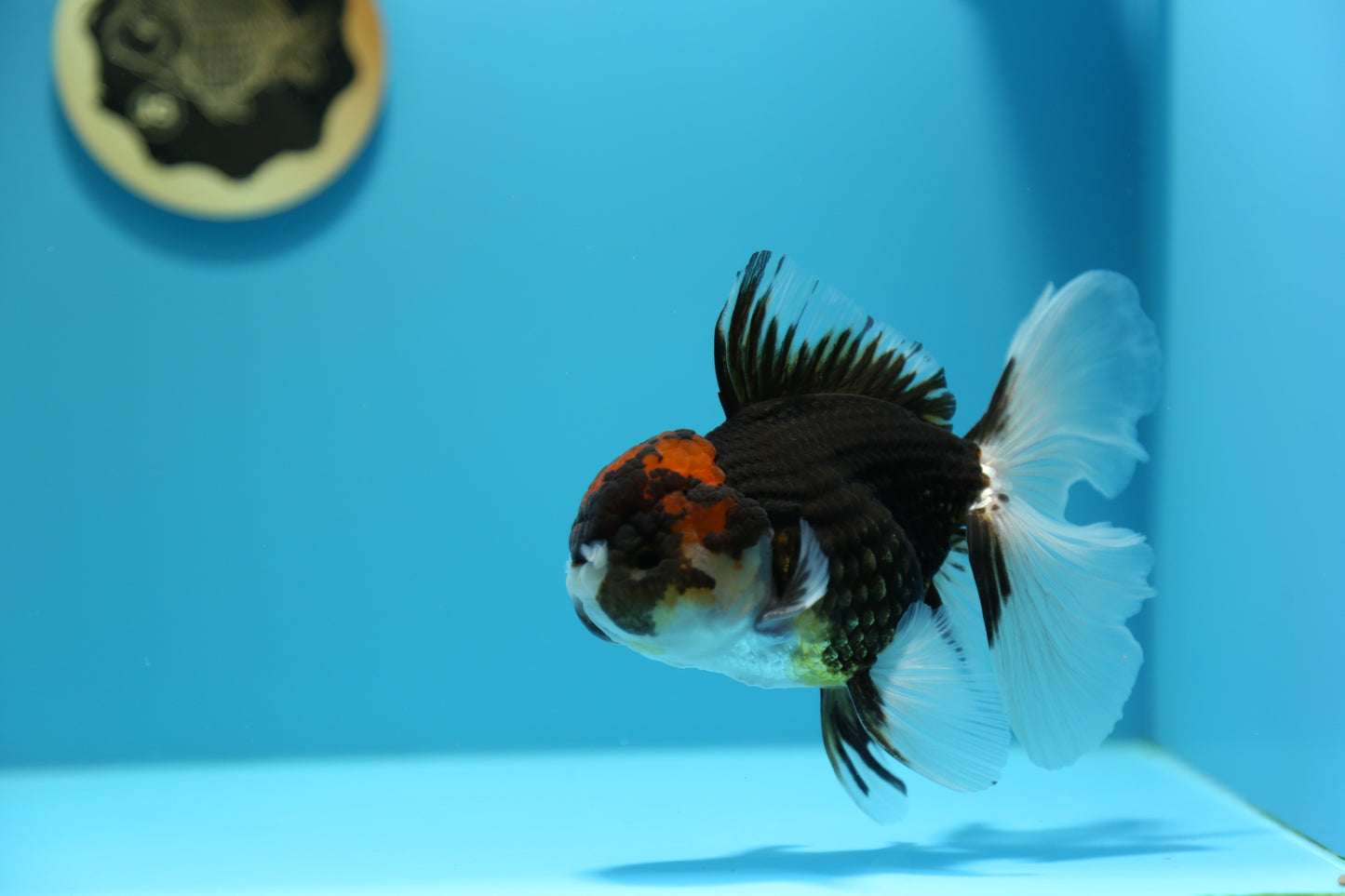 Tricolor Oranda Male 5-5.5 inches #1216OR_03