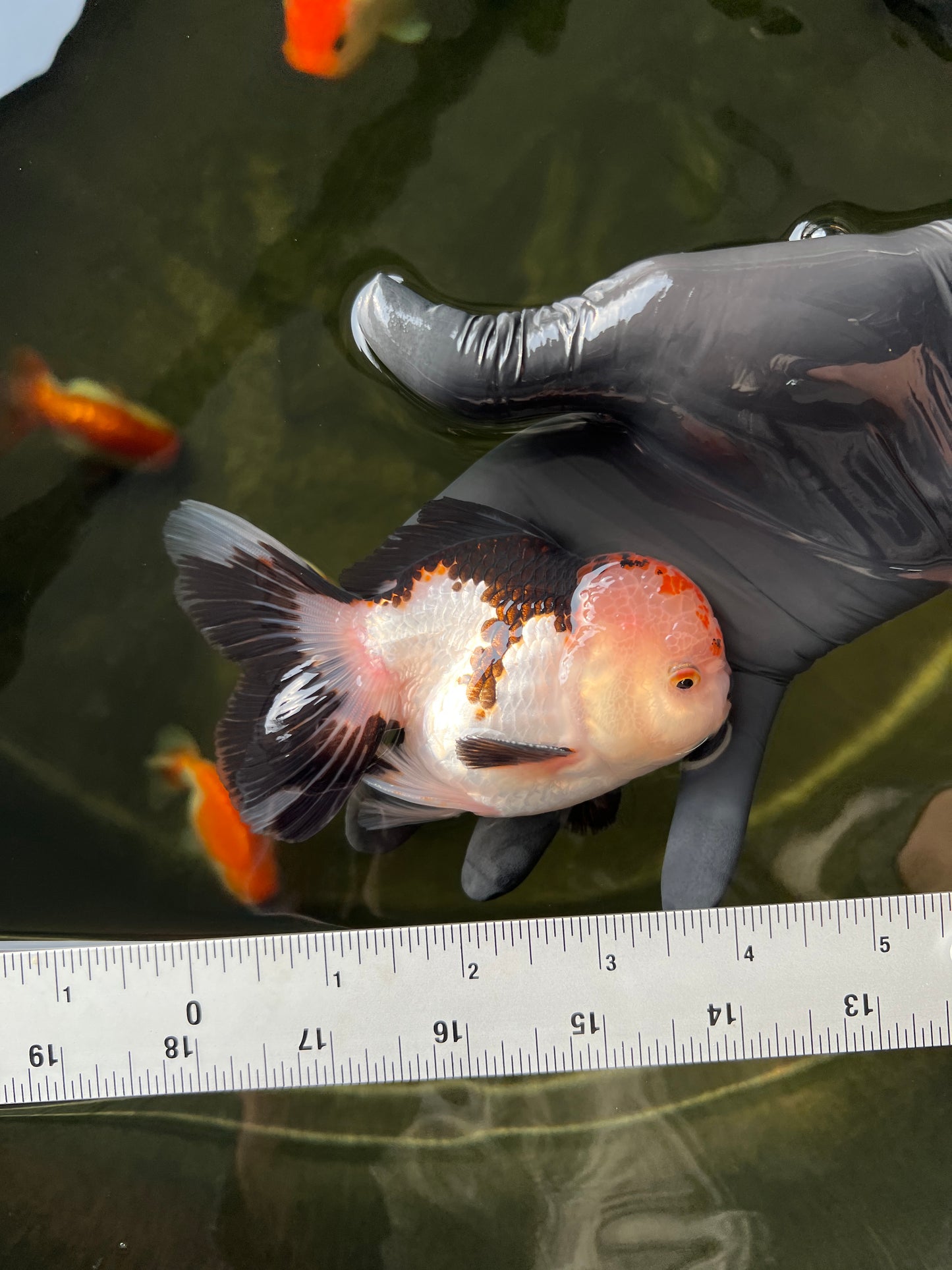 A Grade Tricolor Oranda Male 4-4.5 inches #0331OR_09