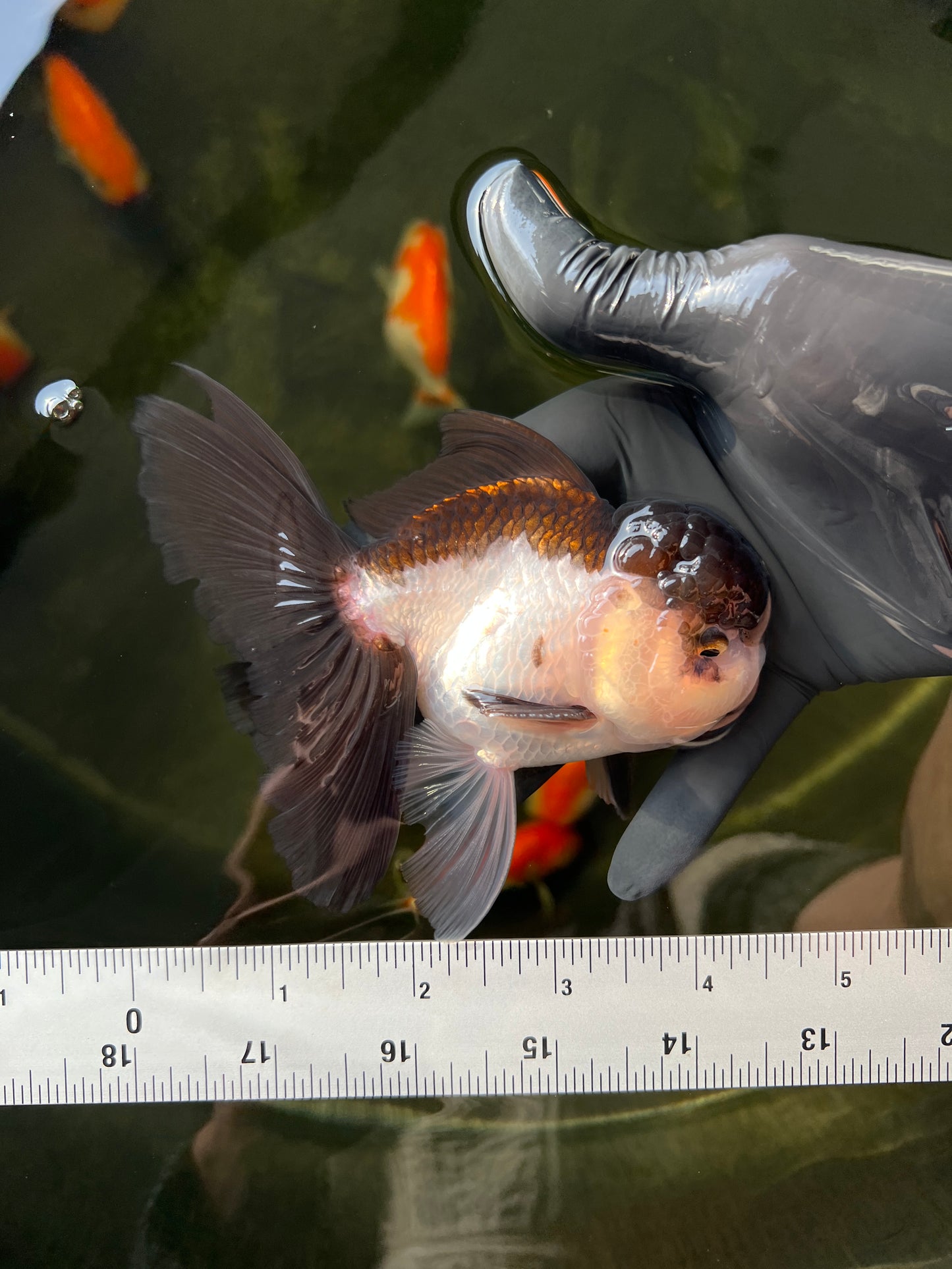 Panda Oranda Male 4.5 inches #0331OR_08