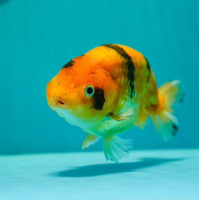 Ranchu Tiger Female 5 inches #0303RC_09