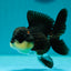 A Grade Bulldog Oranda Female 4-4.5 inches #0331OR_03