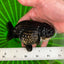 Super Black Lionchu 4-4.5 inches Female #1223RC_02
