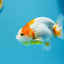 Red and White Ranchu Male 3.5-4inches #1201_02