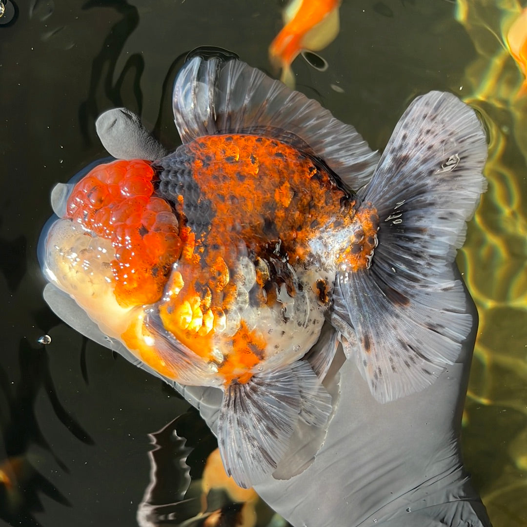 AAA Grade Jumbo Godzilla Oranda Male 5.5-6 Inches #0414OR_18