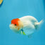 AAA Red White Tancho Ranchu Female 4.5-5 inches #1201_07