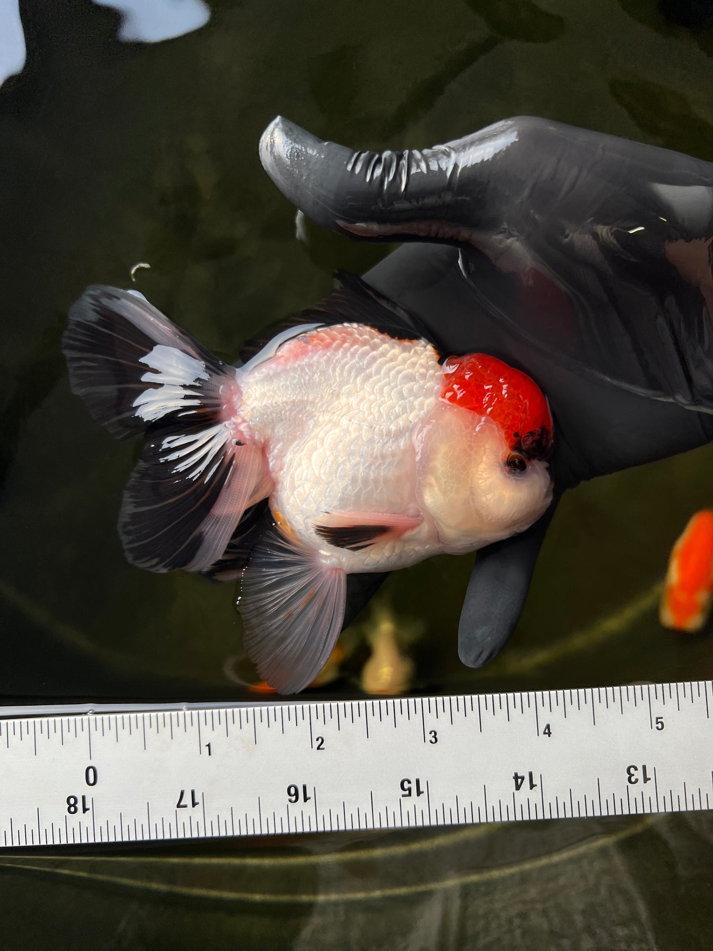 AAA Super Special Tancho Oranda Male 4.5 inches #0331OR_10