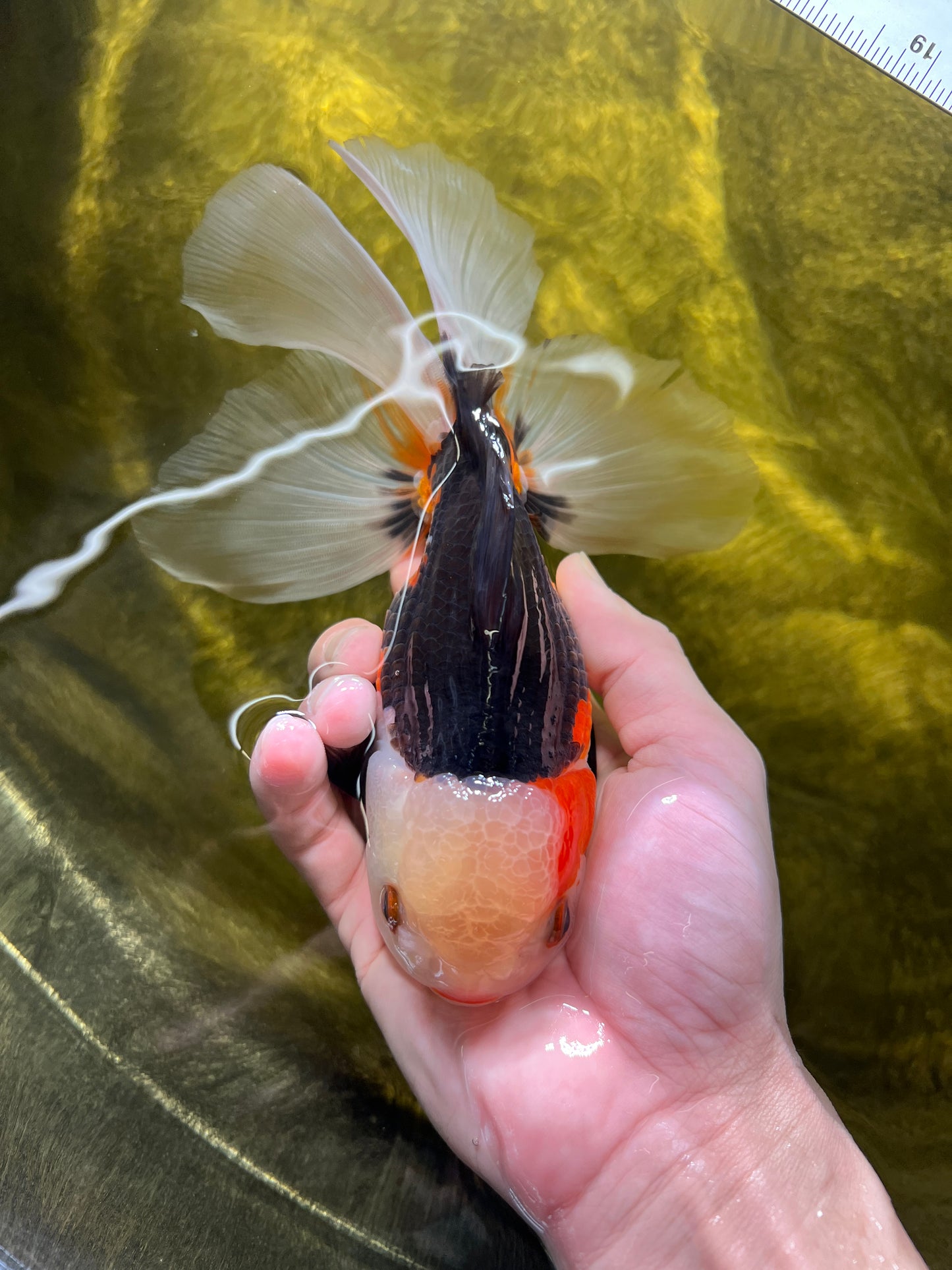 Oranda Tricolor Female 6-6.5 inche #0210OR_11