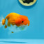 AAA Red White Ranchu Male 4.5-5 inches #1201_08
