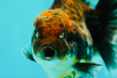 Oranda tigre oscuro hembra 4,5 pulgadas #0407OR_08