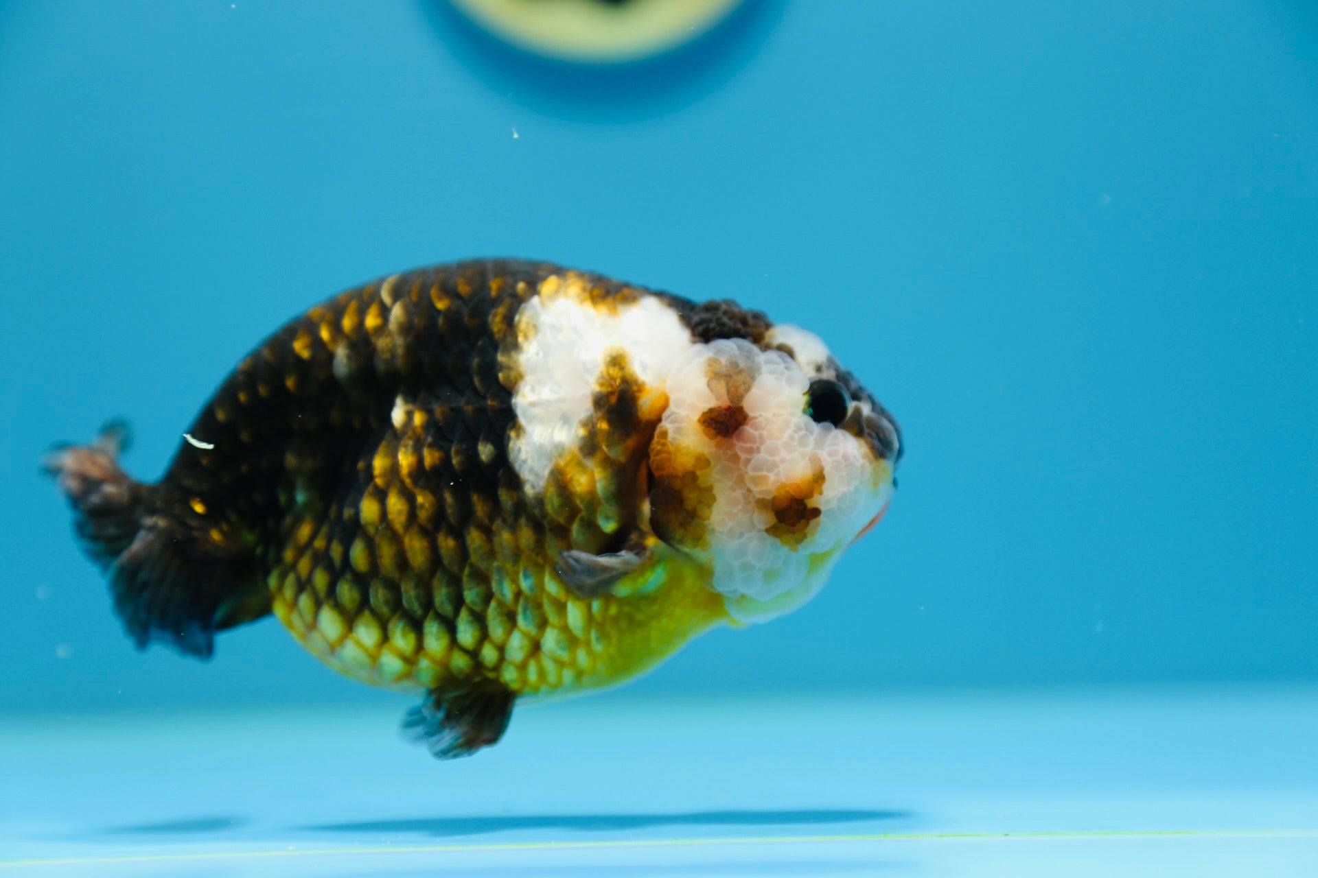 Calico Ranchu Male 5-5.5 inches #1118RC_08 – Jimmy Goldfish