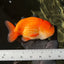 Peekaboo Lionchu Male 5.5 inches #0317RC_07