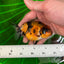 Super Tiger Lionchu 3.5-4 inches  #1223RC_12