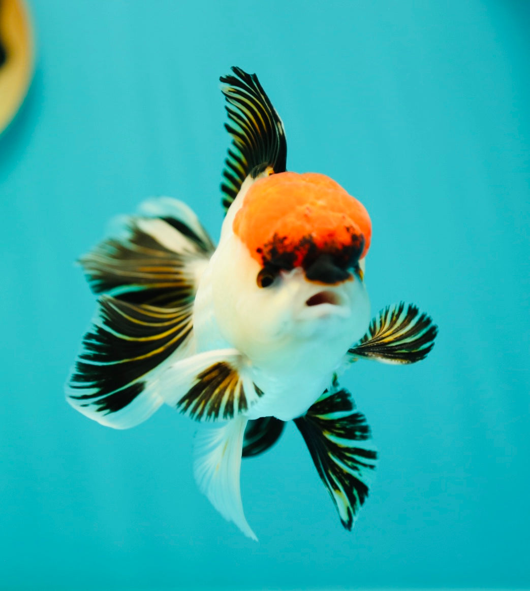 AAA Super Special Tancho Oranda Male 4.5 inches #0331OR_10
