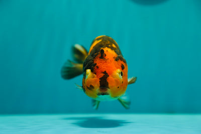 Ranchu Tiger Female 5 inches #0303RC_11