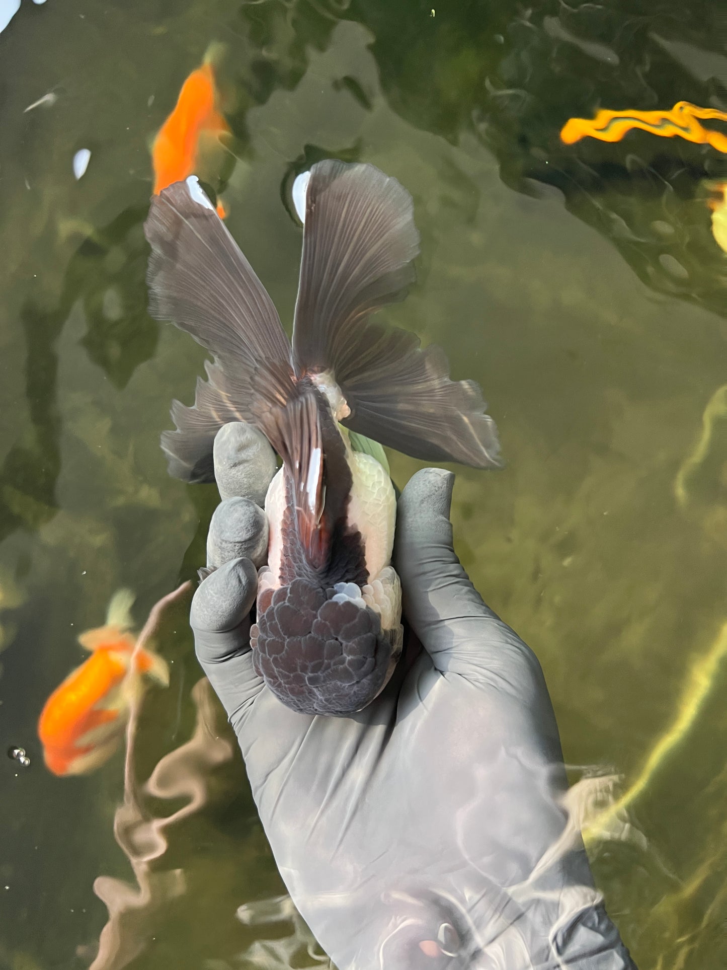 Panda Oranda Male 4.5 inches #0331OR_08