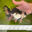 Oranda Panda Male 4.5-5 inches #1230OR_07