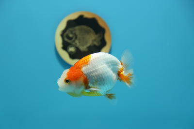 Red and White Ranchu Male 3.5-4inches #1201_02