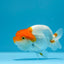 Red and White Ranchu Male 3.5-4inches #1201_03
