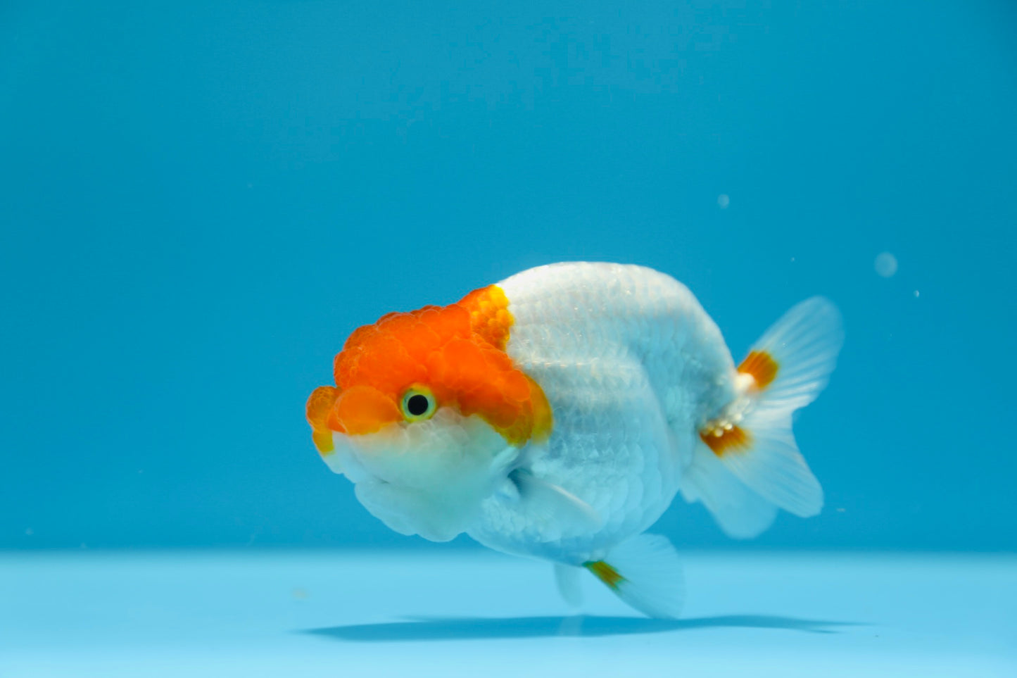 Red and White Ranchu Male 3.5-4inches #1201_03