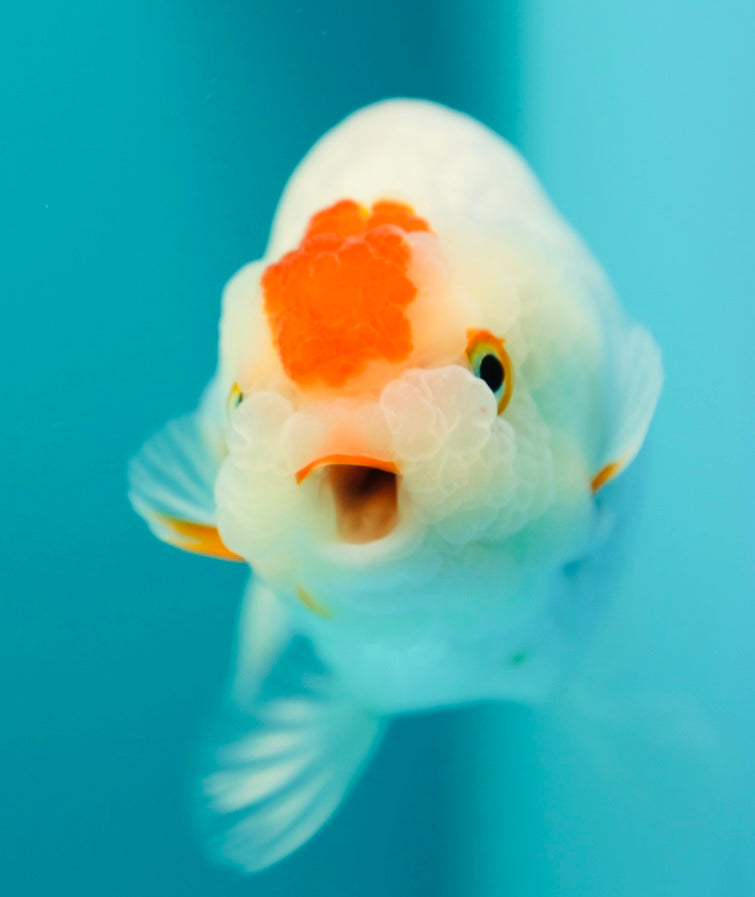 Puffy goldfish hot sale