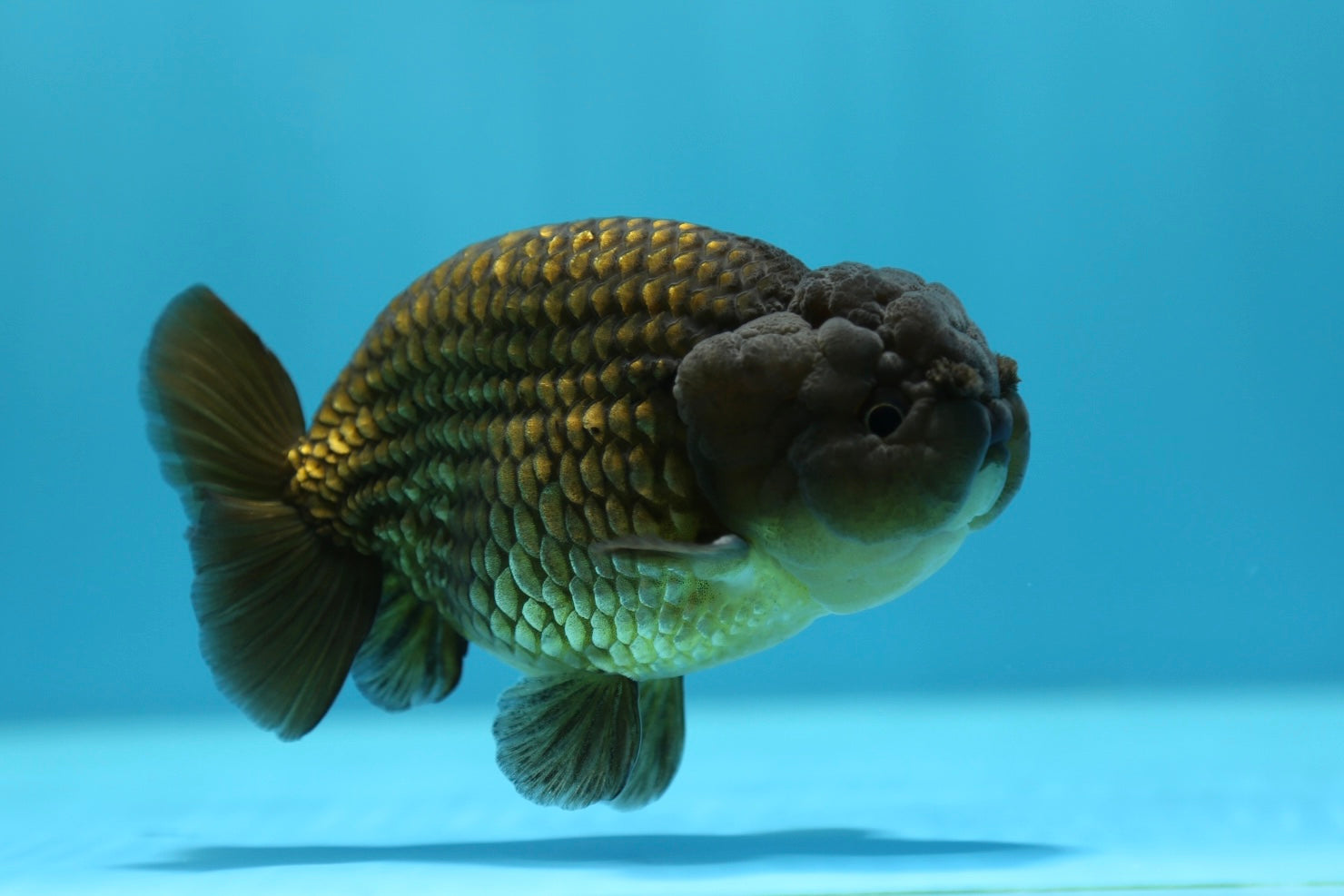 Super Black Lionchu 4.5-5 Inches Male #1223RC_03 – Jimmy Goldfish