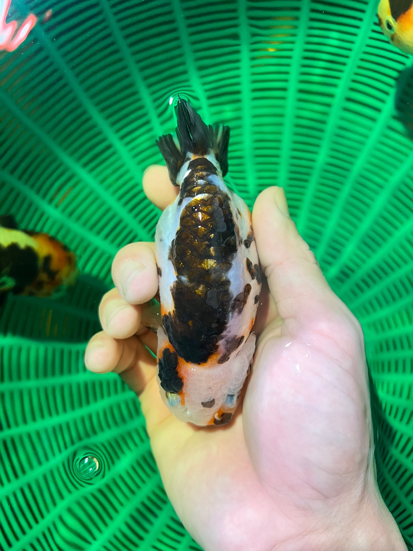 Cow Tricolor Ranchu Female 4-4.5 inches #1118RC_14