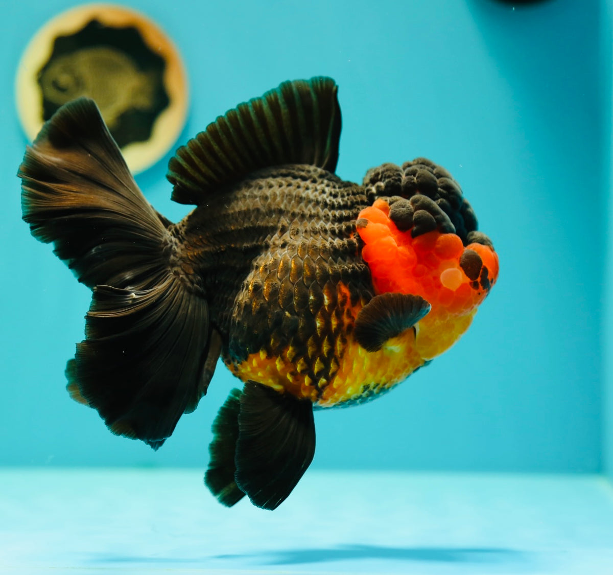 Orandea A Grade Apache Oranda 5.5-6 inches Female #0310OR_27 – Jimmy Goldfish