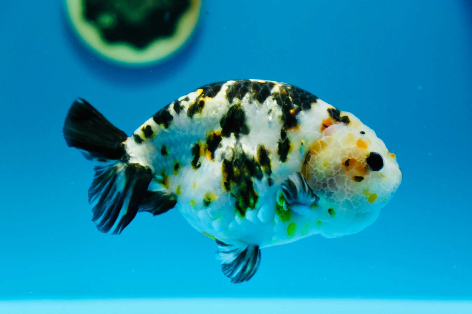 Milk Cow Male 5-5.5 inches #0228_01 – Jimmy Goldfish