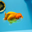 AAA Lionchu Red Female 4.5-5 inches #1212_02