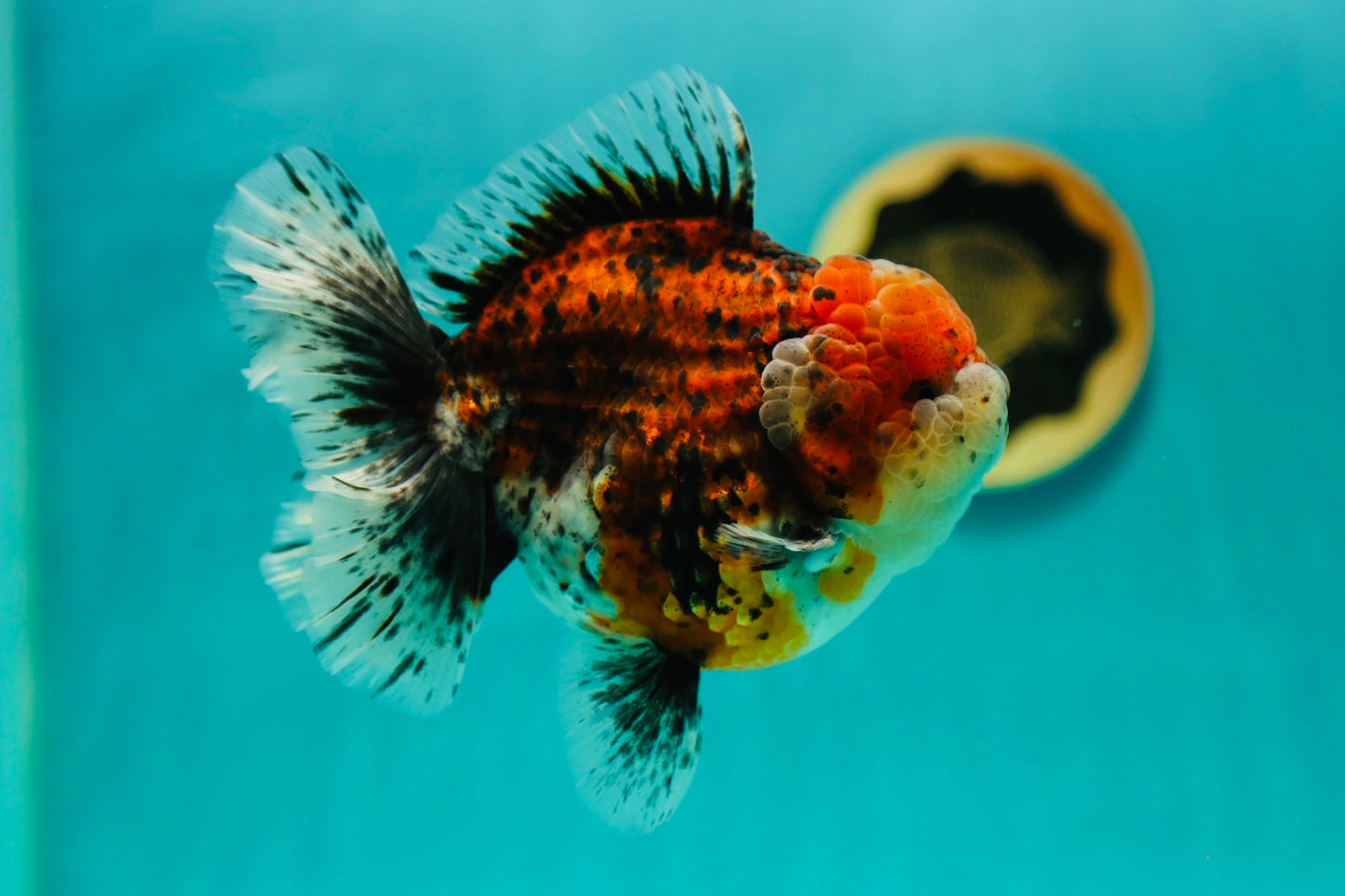 AAA Grade Jumbo Godzilla Oranda Male 5.5-6 Inches #0414OR_18